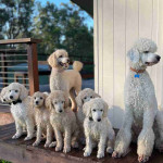 Adorable 8-Week-Old Standard Poodle Puppies Looking for Loving Homes