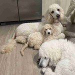 Adorable 8-Week-Old Standard Poodle Puppies Looking for Loving Homes