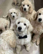 Adorable 8-Week-Old Standard Poodle Puppies Looking for Loving Homes