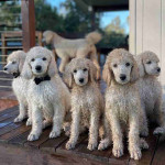 Adorable 8-Week-Old Standard Poodle Puppies Looking for Loving Homes