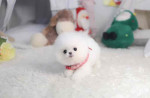 Dollar is a cute tinny teacup Pomeranian puppy