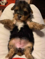 FREE PUPPIES they are yorkies with love !