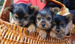 FREE PUPPIES they are yorkies with love !