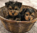 FREE PUPPIES they are yorkies with love !
