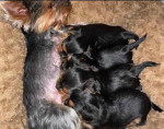 FREE PUPPIES they are yorkies with love !