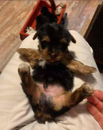 FREE PUPPIES they are yorkies with love !