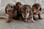 Adorable Puppies Ready for Their Forever Homes!