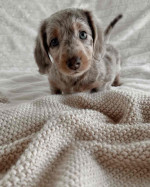 Fluffy, Friendly, and Looking for Love!