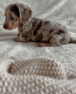 Fluffy, Friendly, and Looking for Love!