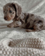 Fluffy, Friendly, and Looking for Love!