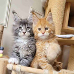 Sweet Maine Coon Kittens Available for Adoption — Bring Home a Gentle Giant!