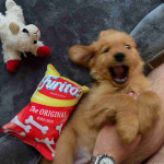 Adopt Your Perfect Golden Retriever Puppy – Loyal and Loving Companion Awaits!