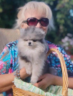 Pomeranian puppies for rehoming
