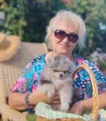 Pomeranian puppies for rehoming