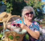 Pomeranian puppies for rehoming