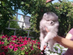 Pomeranian puppies for rehoming