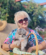 Pomeranian puppies for rehoming