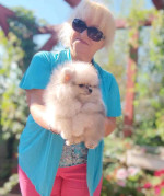 Pomeranian puppies for rehoming