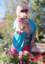 Pomeranian puppies for rehoming