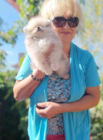 Pomeranian puppies for rehoming