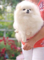 Pomeranian puppies for rehoming