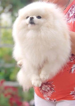 Pomeranian puppies for rehoming
