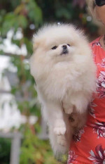 Pomeranian puppies for rehoming