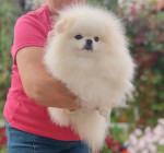 Pomeranian puppies for rehoming