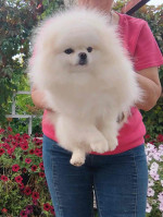 Pomeranian puppies for rehoming