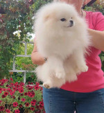 Pomeranian puppies for rehoming