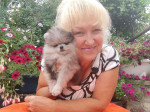 Pomeranian puppies for rehoming