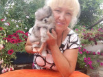 Pomeranian puppies for rehoming
