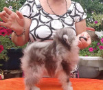 Pomeranian puppies for rehoming