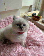 Adorable Ragdoll Kittens