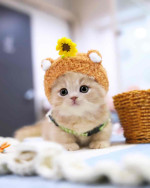 Munchkin cats available for adoption
