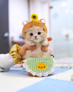 Munchkin cats available for adoption