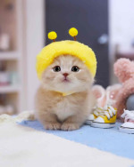 Munchkin cats available for adoption