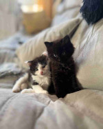 Amazing Norwegian forest kittens