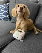 Dachshund puppy for adoption