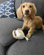 Dachshund puppy for adoption