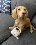 Dachshund puppy for adoption
