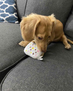 Dachshund puppy for adoption