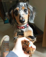 Adorable dachshund puppy for adoption