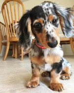 Adorable dachshund puppy for adoption