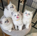 Adorable Male and Female Ragdoll kittens for Adoption