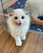 Adorable Male and Female Ragdoll kittens for Adoption