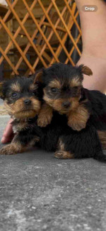 Yorkshire Terrier pups, Health checked and microchipped