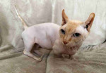 Dwelf Sphynx intact Cat
