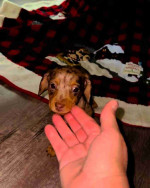 Lock♥️♥️ Mini dachshund looking for a new home.