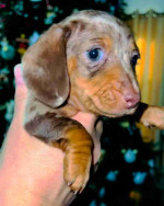 Lock♥️♥️ Mini dachshund looking for a new home.